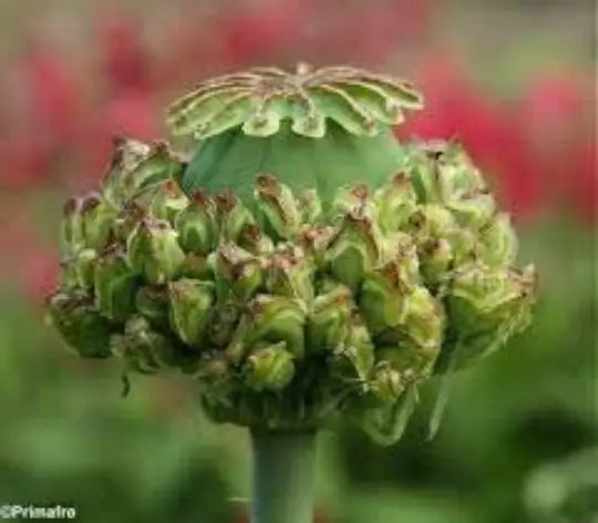 Poppy Hen & Chickens Seeds, 50 Seeds, Dried Floral, Papaver