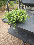 XL Hoya Lacunosa Variegated Wax Plant - 8" Hanging Pot - In Bloom with 12 Flowers - Indoor Vining Plant