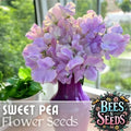 Sweet Pea Seeds - 35+ Fresh Annual Flower Seeds - Non GMO - Garden Variety for Home Gardening