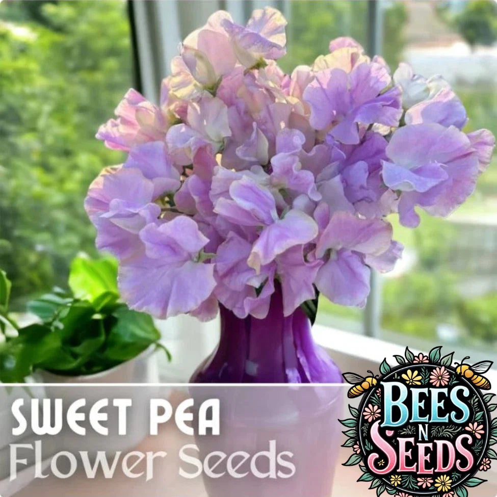 Sweet Pea Seeds - 35+ Fresh Annual Flower Seeds - Non GMO - Garden Variety for Home Gardening