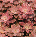 GraptoSedum "Alpenglow" - 2" Diameter Rooted Succulent Plants, Colorful Succulent Variety