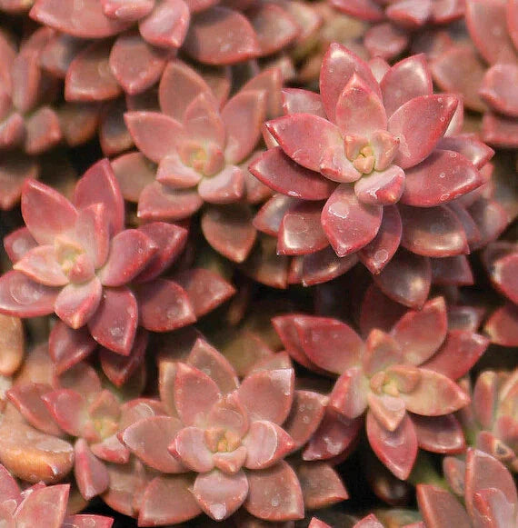 GraptoSedum "Alpenglow" - 2" Diameter Rooted Succulent Plants, Colorful Succulent Variety