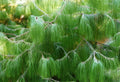 Mexican Yellow Weeping Pine Seeds, 30 Pack, Pinus patula, Drought-Resistant Evergreen for Landscaping