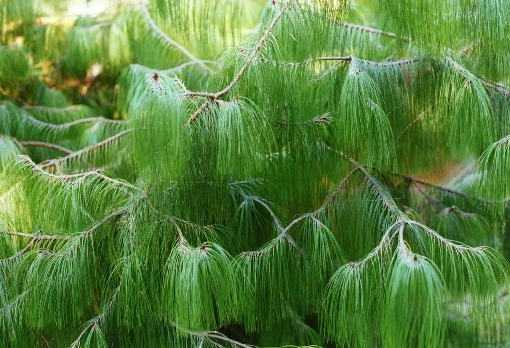 Mexican Yellow Weeping Pine Seeds, 30 Pack, Pinus patula, Drought-Resistant Evergreen for Landscaping