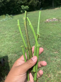 Fig Tree Cuttings - 5 Fresh Organic Cuttings from Fruiting Tree - Ficus carica
