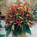 Patio Fire & Ice Ornamental Pepper Seeds - 100 Organic Seeds - Capsicum annuum - USA Grown, Free Shipping