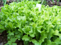 875 Seeds Lettuce Black Seeded Simpson - Heirloom Vegetable Seeds for Home Garden (Lactuca sativa)