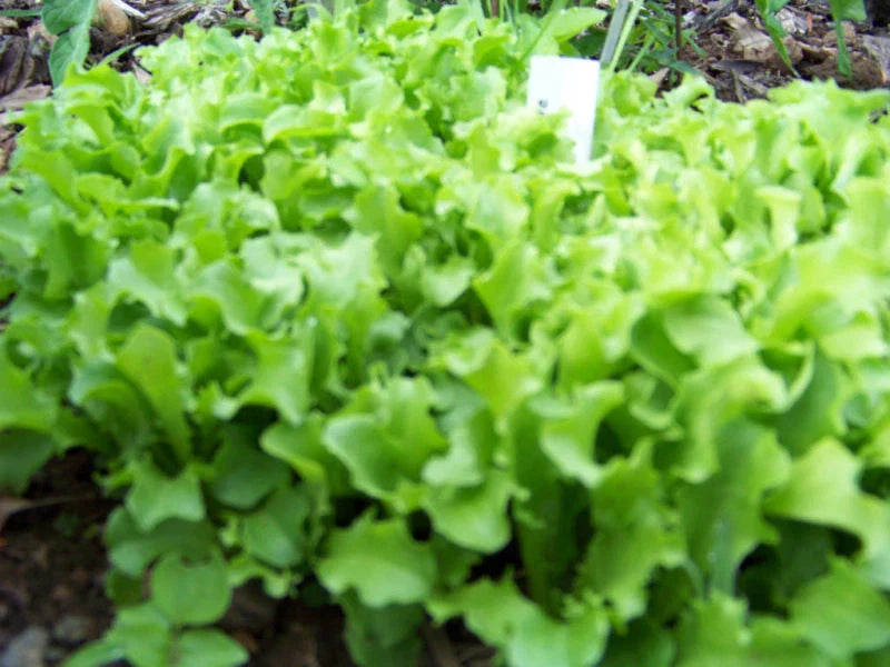 875 Seeds Lettuce Black Seeded Simpson - Heirloom Vegetable Seeds for Home Garden (Lactuca sativa)