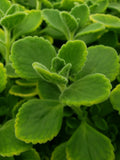 Cuban Oregano Cuttings - 10 Unrooted Cuttings - Vicks Vapor Plant - Health Benefits
