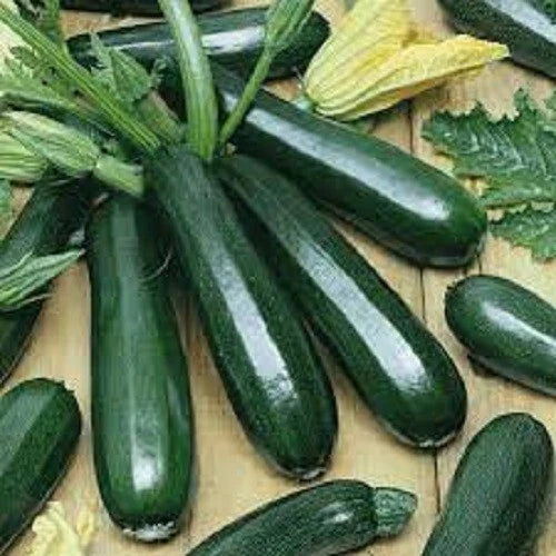 Premium Black Beauty Zucchini Seeds - Fresh Organic Variety - Cucurbita pepo - Popular Heirloom Seeds for Home Garden