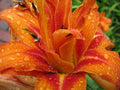 Kwanso Daylily Live Plants - 5 Bare Root Plants - Hemerocallis fulva - 2-3 Year Old Established Plants