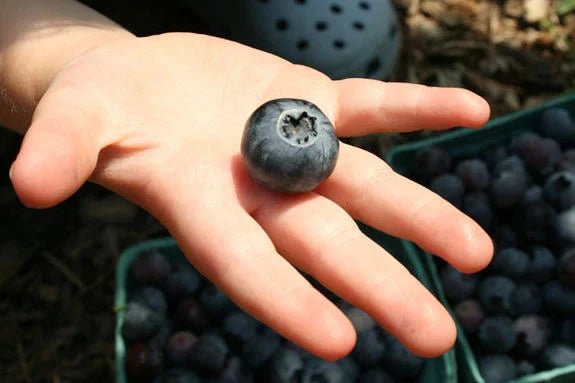 Dryland Blueberry Seeds - 1000 Seeds for Rocky Soil - Waxy Blue Berries - Vaccinium angustifolium