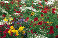 Butterfly Wildflower Mix - Fresh Seed Blend for Pollinators - Diverse Flower Varieties for Garden and Landscape