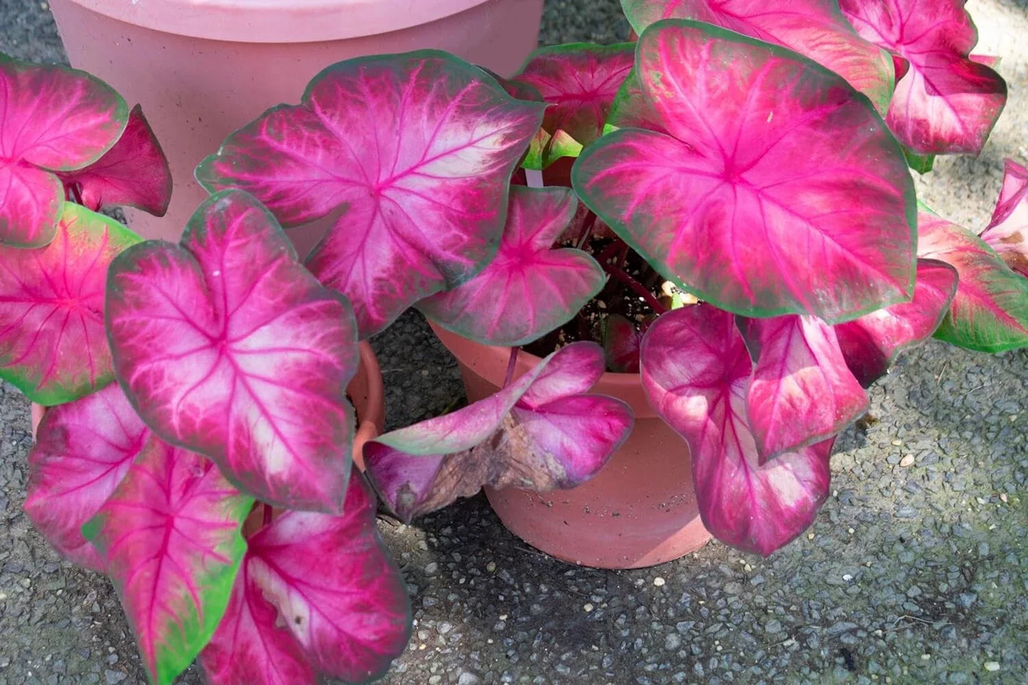Rosebud Caladium Bulbs - 6 Count - Perennial Elephant Ears - Caladium bicolor