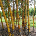 Hawaiian Gold Bamboo Seeds - 50 Count - Clumping Privacy Plant for Garden - Shade Screen (Bambusa vulgaris)