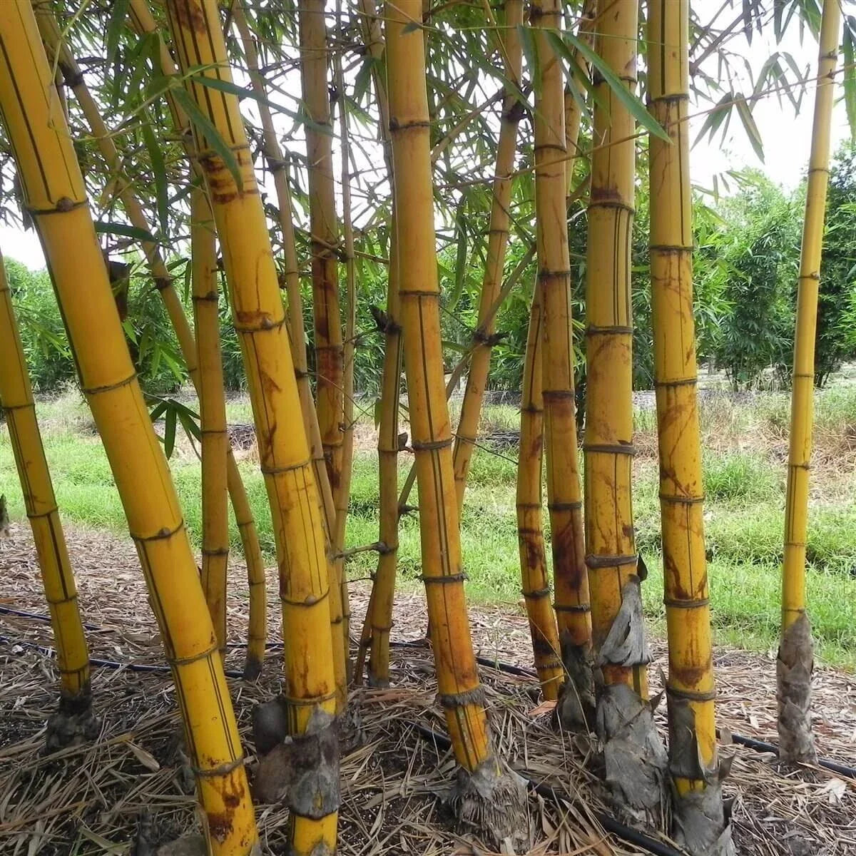 Hawaiian Gold Bamboo Seeds - 50 Count - Clumping Privacy Plant for Garden - Shade Screen (Bambusa vulgaris)