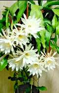 Night Blooming Cereus Cactus Orchid, 4" Pot, Epiphyllum oxypetalum, Rooted Plant, Unique Indoor Flowering Succulent