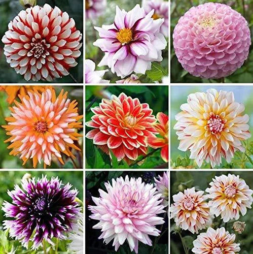 Exotic Mix Dahlia Flower Seeds, Big Pack 200+ Seeds, USA Grown, Colorful Varieties, Perfect for Gardens and Cut Flowers