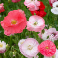 Shirley Poppy Seed Mix - 250 Seeds - Colorful Annual Flowers - Papaver rhoeas