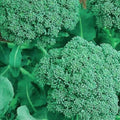 NON-GMO Broccoli Seeds | Heirloom Garden Seeds | Organic Vegetable Seeds | Brassica oleracea