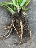 Comfrey Live Root – Ready to Plant Organic Perennial Herb, Symphytum officinale Root Cuttings, Drought Resistant, Medicinal & Garden Use