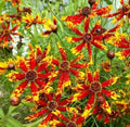 Coreopsis Seeds - 100 Rare Seeds - Radiana Tigrina - Native Wildflower - Ships from Iowa, USA
