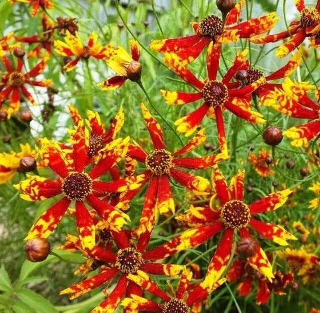 Coreopsis Seeds - 100 Rare Seeds - Radiana Tigrina - Native Wildflower - Ships from Iowa, USA