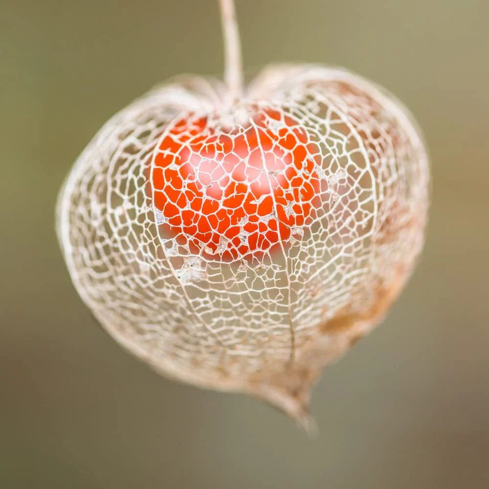 Chinese Lantern Seeds for Planting | 100+ Seeds | Stunning Orange Blooms | Physalis alkekengi