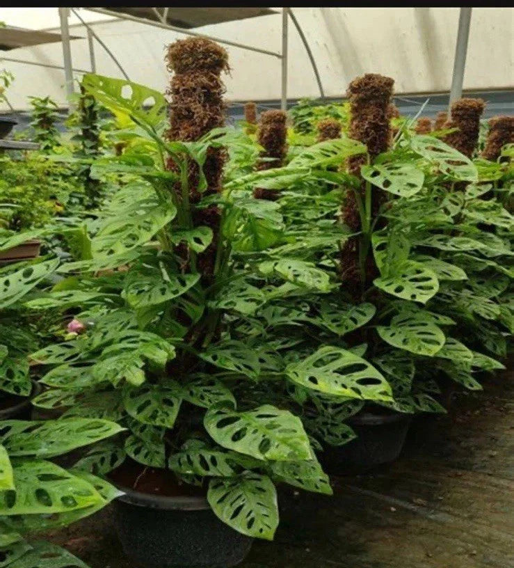 Monstera Adansonii Rooted Cutting | Rare Exotic Houseplant | Indoor Plant for Home Decor | Tropical Foliage