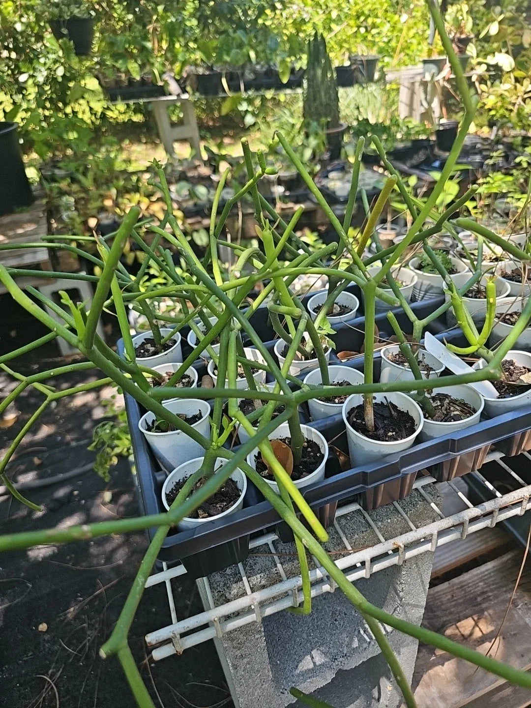 EUPHORBIA TIRUCALLI Pencil Cactus Plant - Firestick Plant - Rooted - Unique Fire on Stick Variety