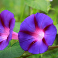 Morning Glory Seeds | 3" Deep Purple Flowers | Grandpa Ott Variety | Ipomoea purpurea