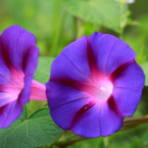 Morning Glory Seeds | 3" Deep Purple Flowers | Grandpa Ott Variety | Ipomoea purpurea