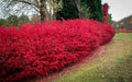 Burning Bush Cuttings Set of 12 Unrooted 6-8 Inches - Euonymus alatus, Ornamental Shrubs for Landscaping