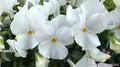 200+ White Pansy Seeds for Garden, Delta Pro Variety, Viola