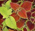 Coleus Seeds 100+ Rainbow Mix Annual Flower, Painted Leaves, Solenostemon scutellarioides