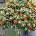 Zanzibar Safflower Flower Seeds (30 Seeds) - Mixed Color Carthamus tinctorius for Planting