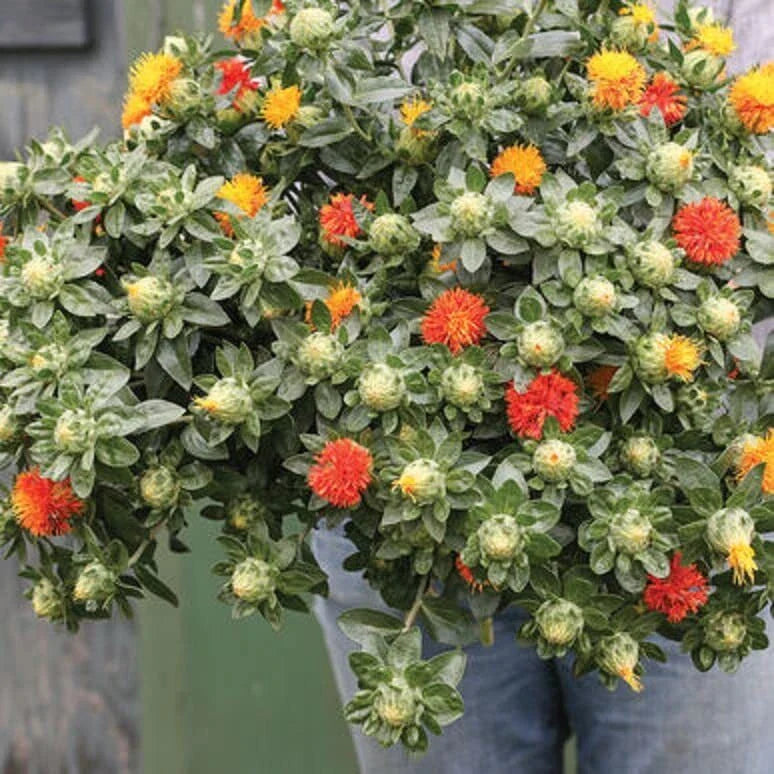 Zanzibar Safflower Flower Seeds (30 Seeds) - Mixed Color Carthamus tinctorius for Planting