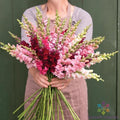 Snapdragon Seeds - 1000+ Potomac Summer Berry Mix - Antirrhinum majus - Perfect for Garden Planting