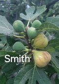 Rare Fig Cuttings - 3 Fresh Cuttings - Smith Variety - Ficus carica