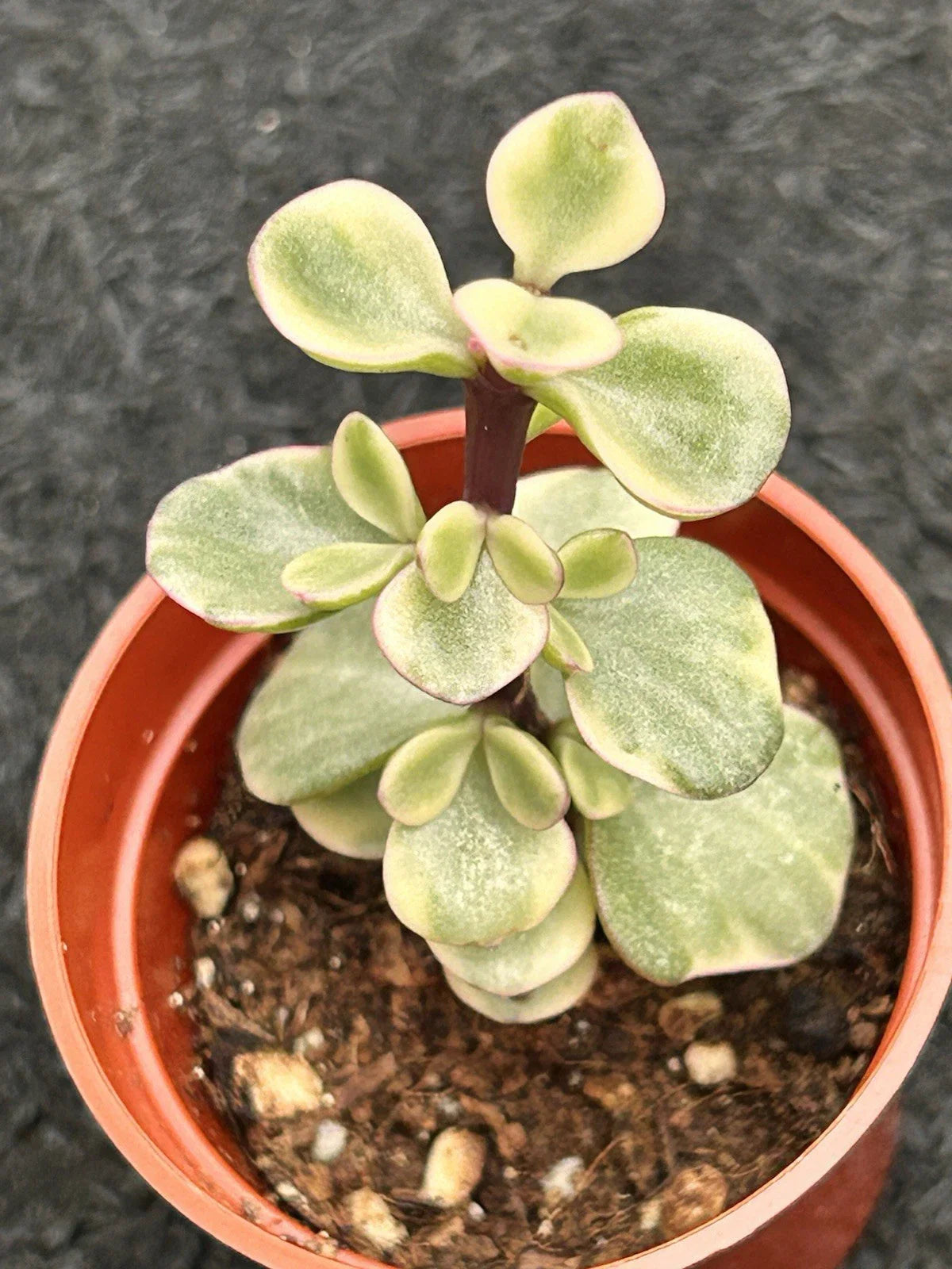 Variegated Jade Plant | Live Succulent | Green Leaves | Crassula Ovata | Ready to Plant