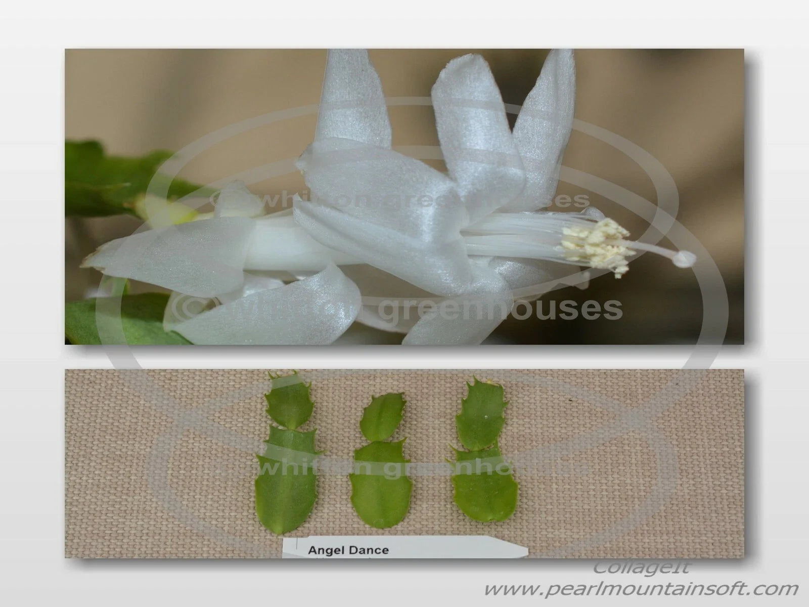Thanksgiving/Christmas Cactus Cuttings - Schlumbergera "Angel Dance" - Healthy No Roots Plant Cuttings