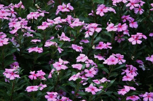 Dwarf Pink Periwinkle Seeds - 100+ Count Vinca Rosea Delicata - Ground Cover Flower Seeds for Gardens
