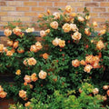 Climbing Light Orange Rose Seeds - 10 Perennial Shrub Flower Seeds - Rosa spp.