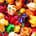 Habanero Pepper Seeds | 20+ Rainbow Mix, Hot Color Blend, Non-GMO, Capsicum chinense
