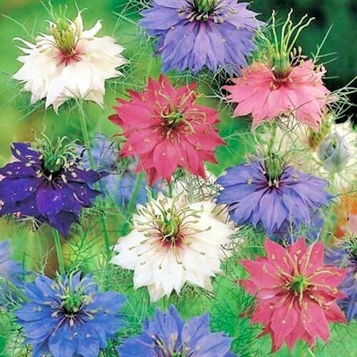 Love in a Mist Flower Seeds - 501+ Bulk Pack - Annual Cut Dried Flowers - Nigella damascena
