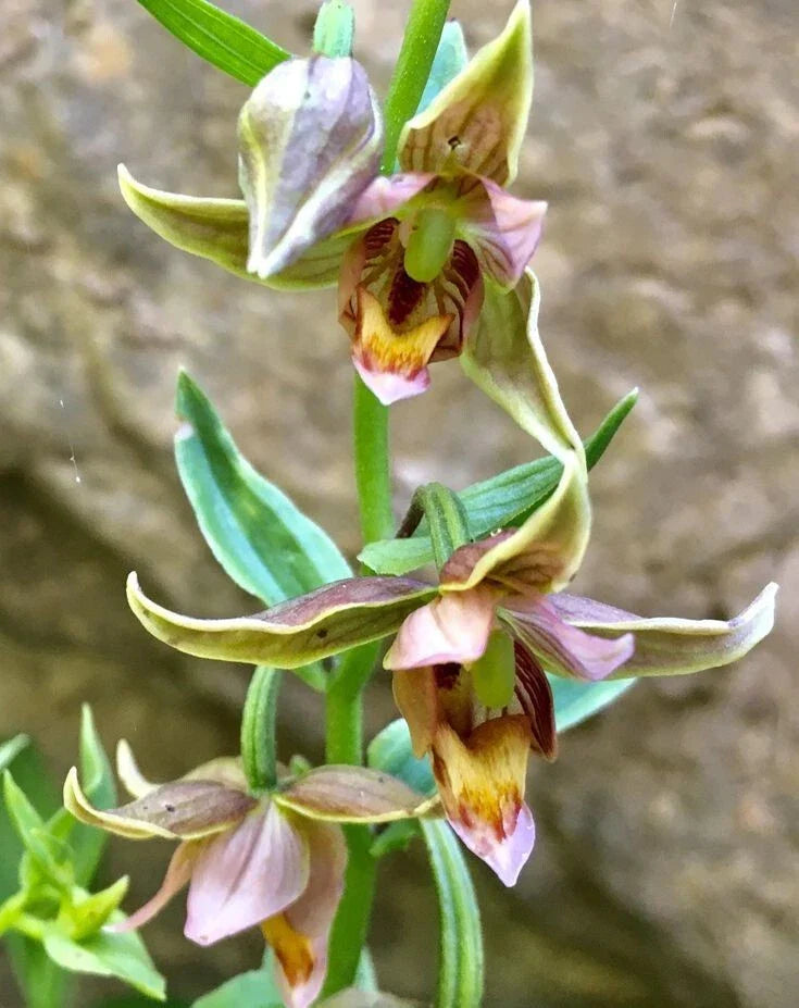 Adam & Eva Orchid Bare-Root Plant - Putty Root Variety - Unique Indoor Orchid (Apostasioideae)