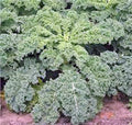 Kale Seeds 500 Count Dwarf Siberian Heirloom Non-GMO Healthy Greens (Brassica oleracea)