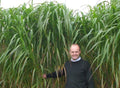 Giant Skyscraper Grass Seeds - 100 Seeds - Tallest Grass on Earth - (Miscanthus giganteus) - Ships Free