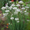 Garlic Chives Seeds - Non-GMO Culinary Herb Seeds - Perfect for Gardening - Allium tuberosum