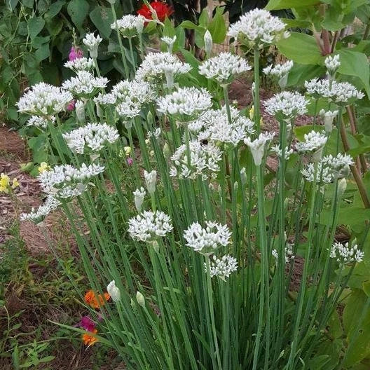 Garlic Chives Seeds - Non-GMO Culinary Herb Seeds - Perfect for Gardening - Allium tuberosum